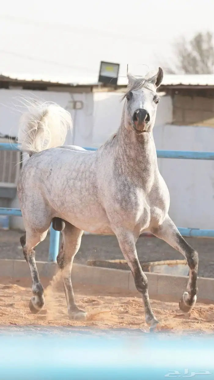 حصان فحل عربي ولد الفحل غيث الزبير 3