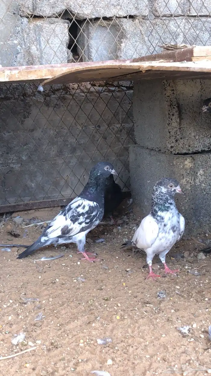 للبيع حمام دنش وا بكستاني 3