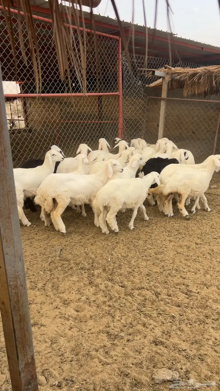 بهم( تم البيع) 1