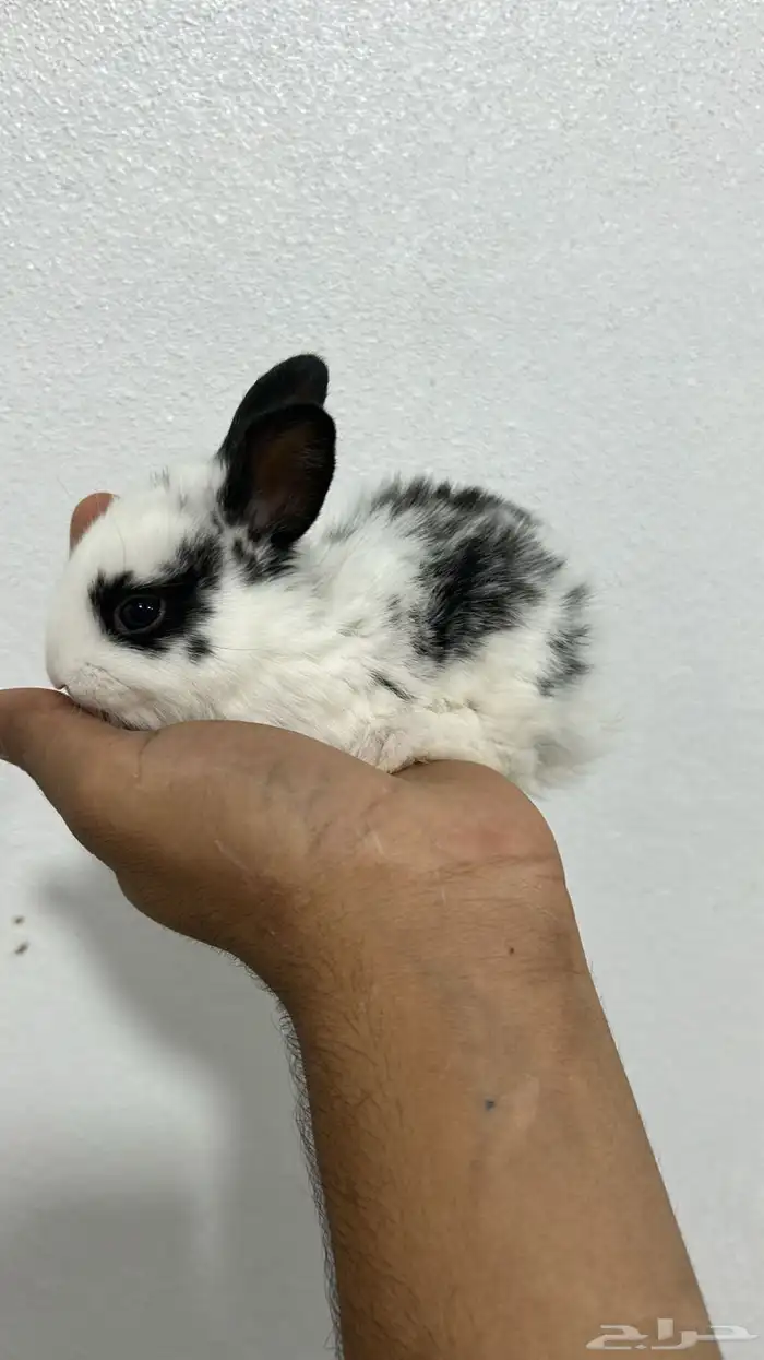 ارانب قزم كيوت و لطيفة و احجم صغيره 3
