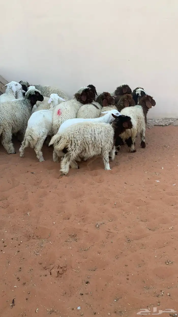 22 رخل نعيمي وحرية طيبه 10