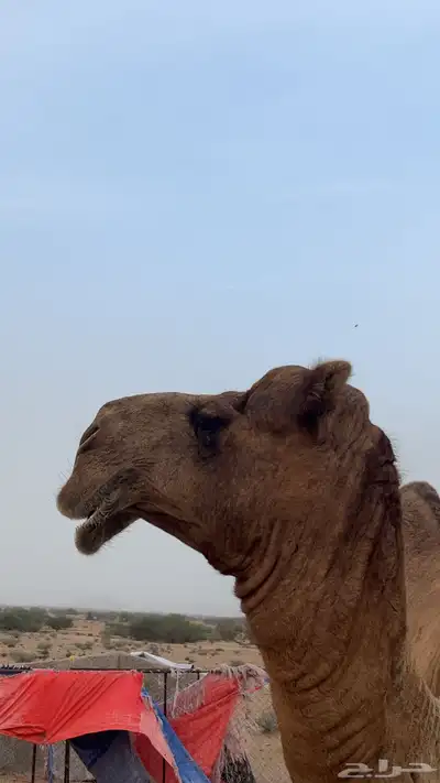 فحل باكستاني index