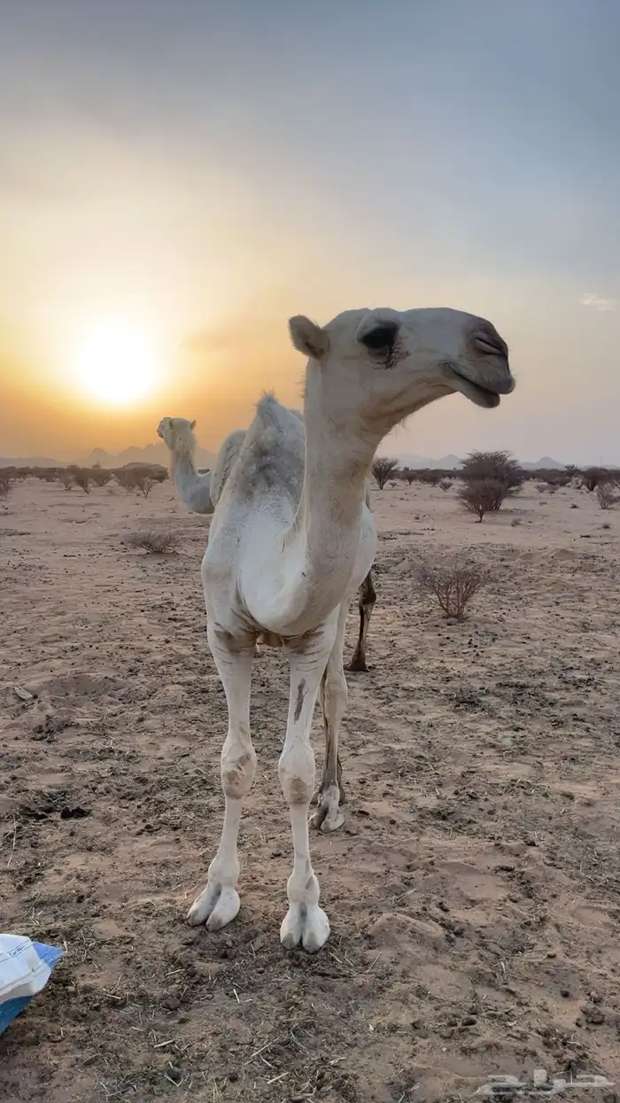 قعود أوضح كفو 0