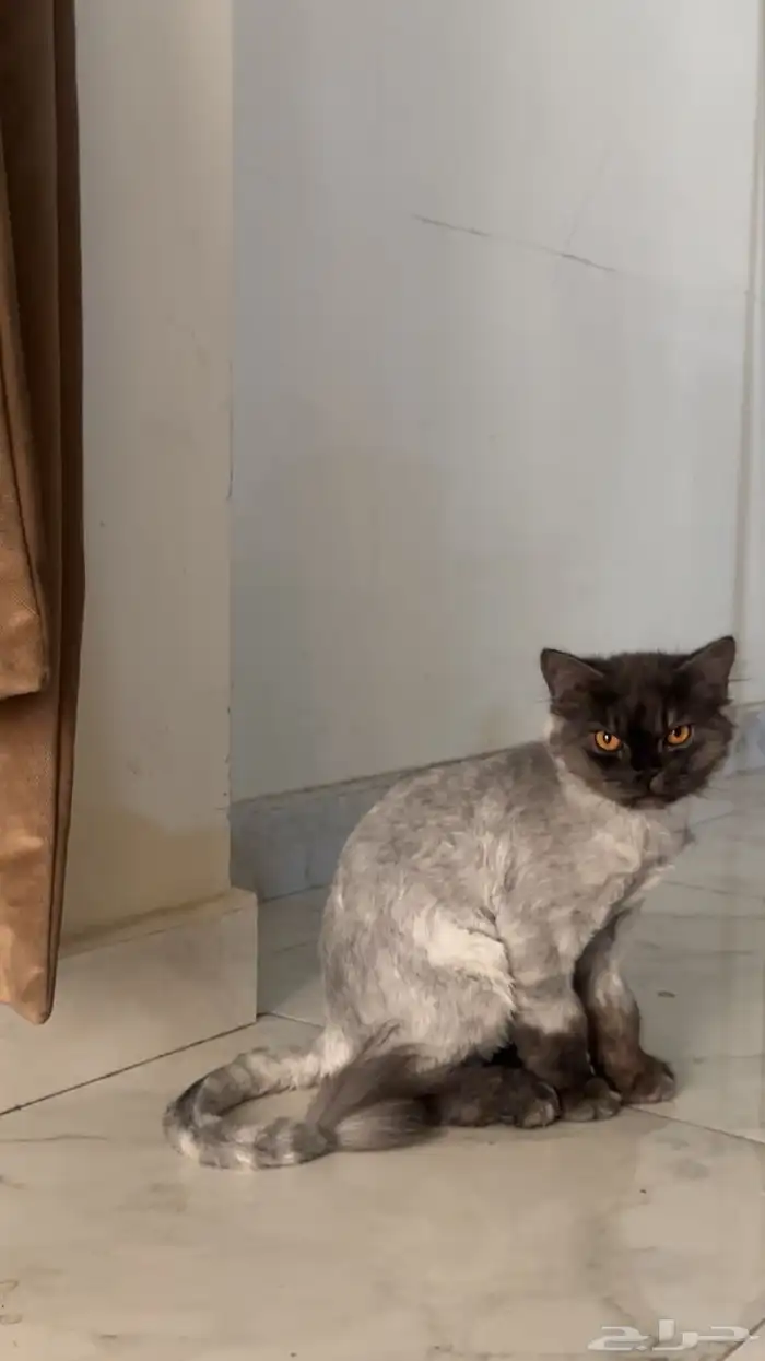قطط صغيره وكبيره للبيع شيرازي ومهجن 1