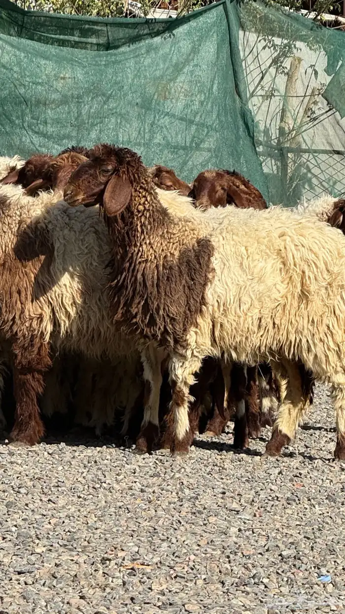 رخال نعيم صنف فاخره 9