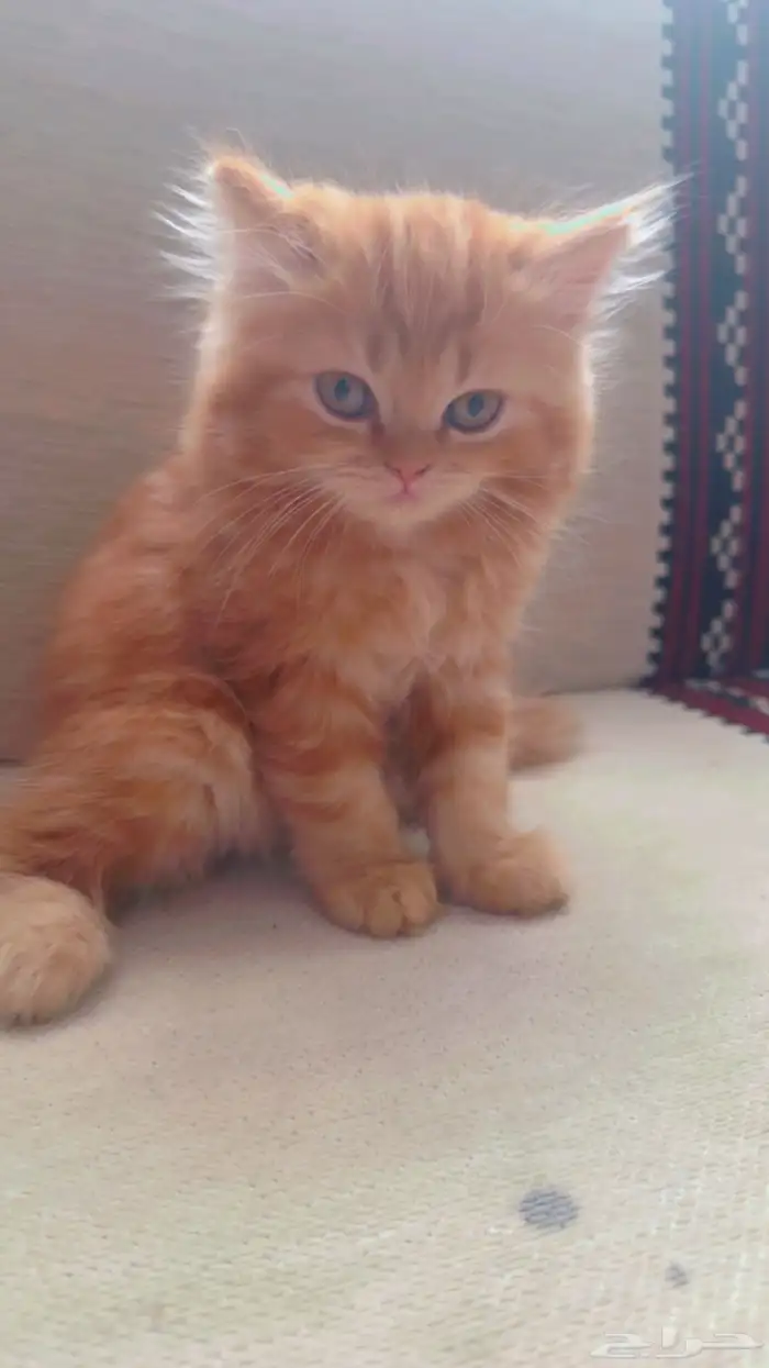 قطط عمرها شهرين 3