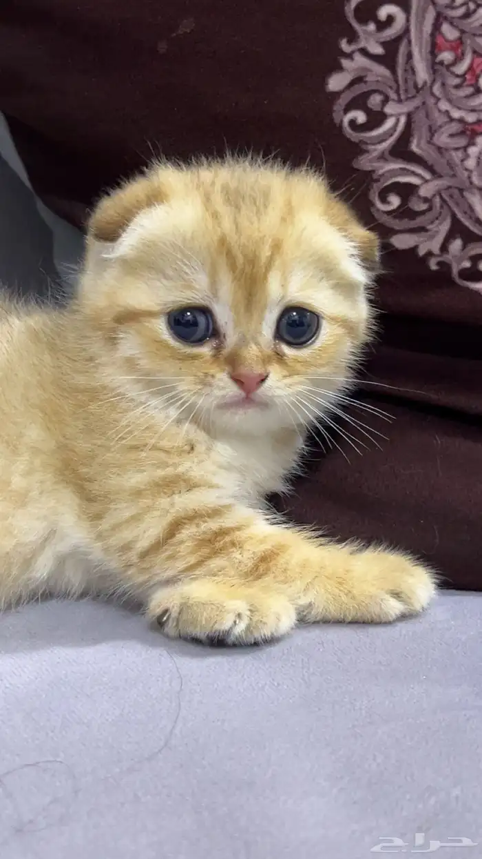 قطط سكوتش فولد 3