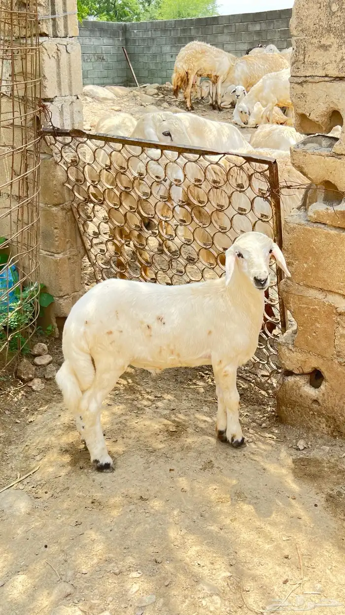 مشروع فحل 0
