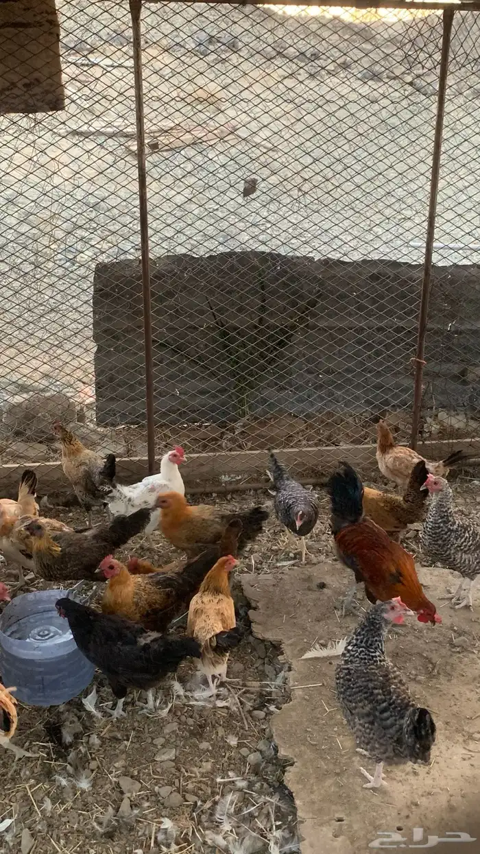 دجاج بلدي 4