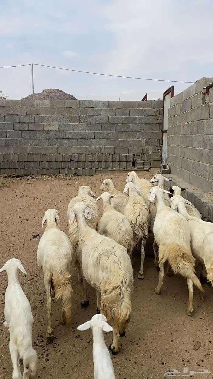 ضان متابيع ودفيع 0