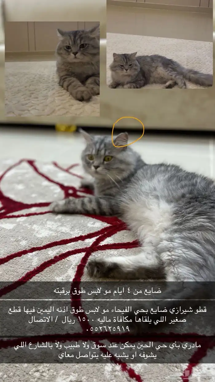 مكافاة ماليه 1500 اللي يلقاها 0