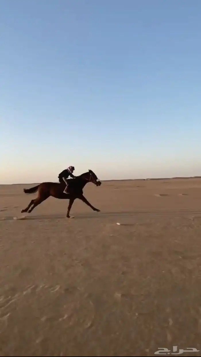 فرس سبوق 1