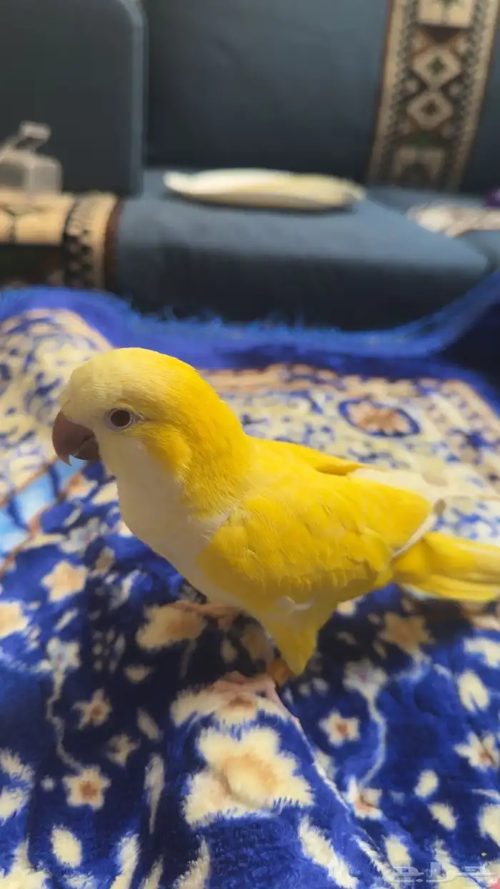 بغبغاء كويكر لاتينو اليف هدد 4