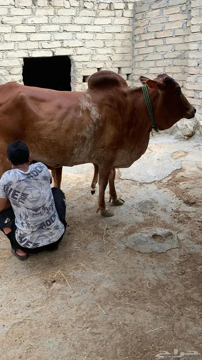 بقرة للبيع منيحة بيت 9