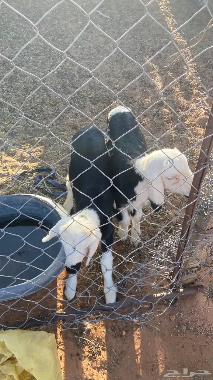 حرية طيبه 5