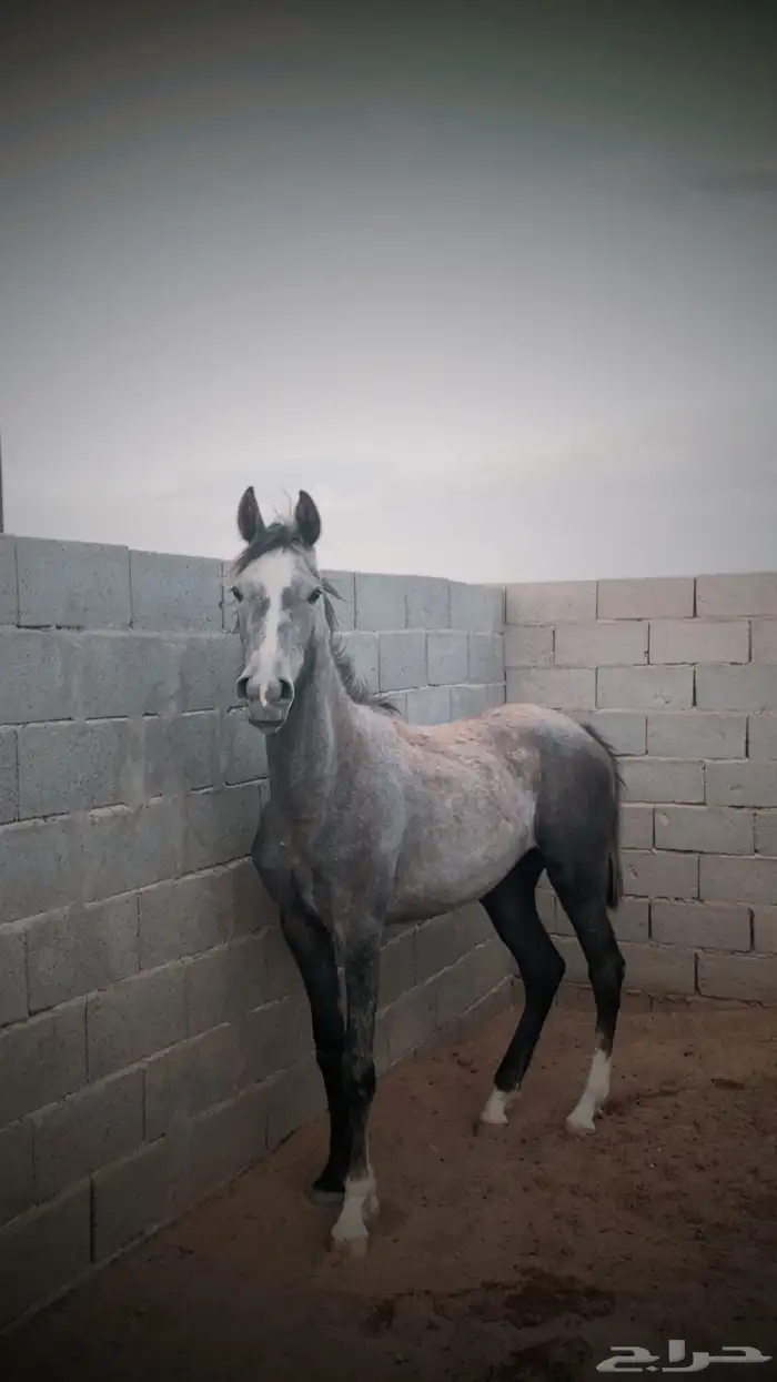 مهره شعبيه فاخره 2