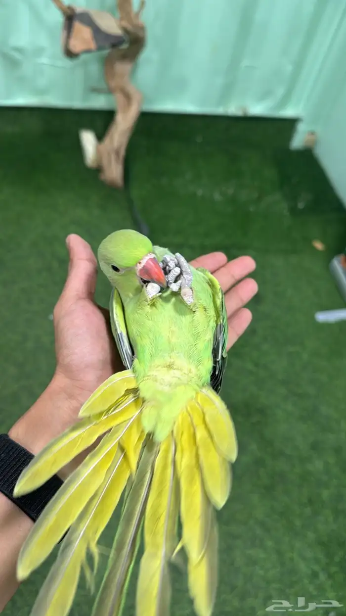 فرخ درة غر حجم مميز ماشاء الله 4