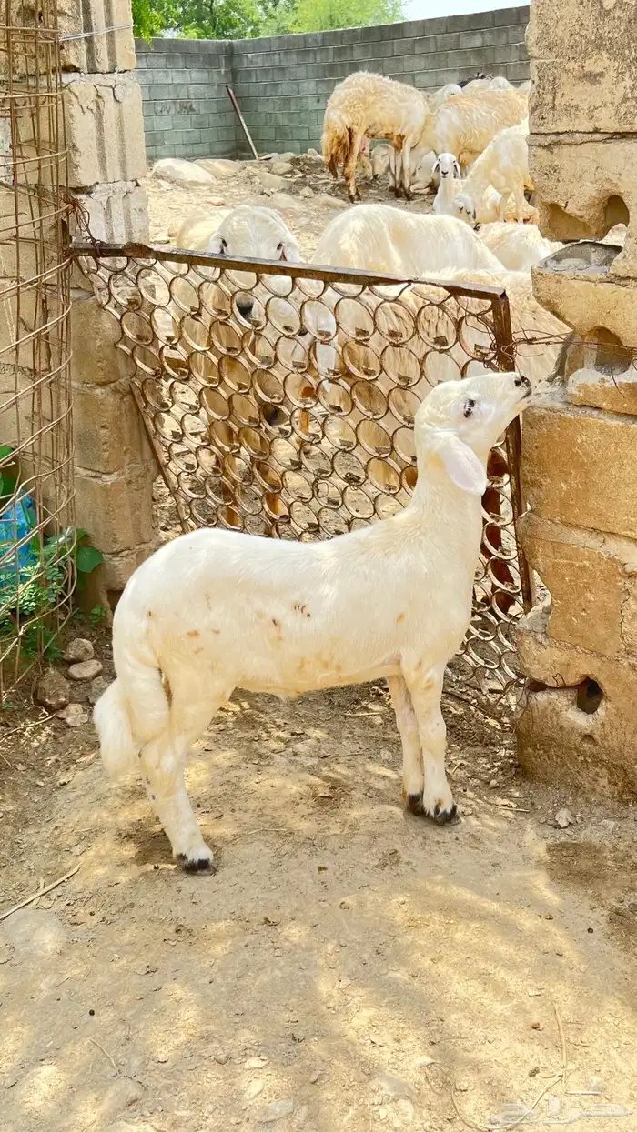 مشروع فحل 1