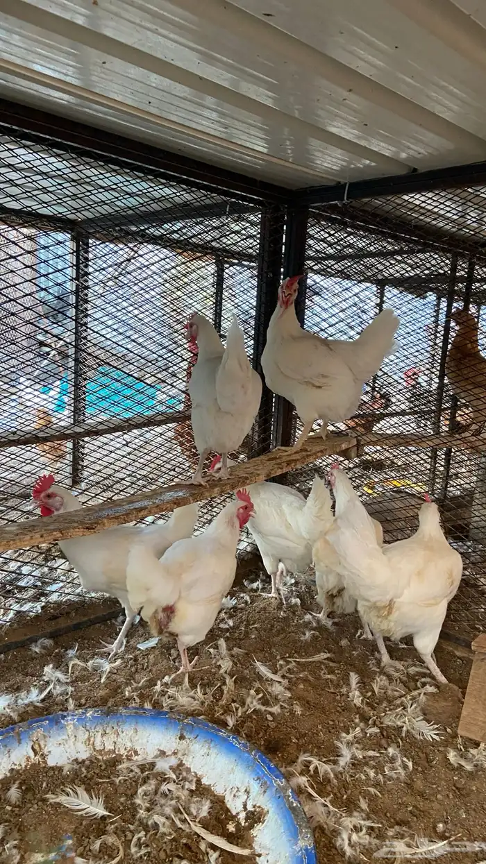 طقم دجاج تركي لون أبيض 3
