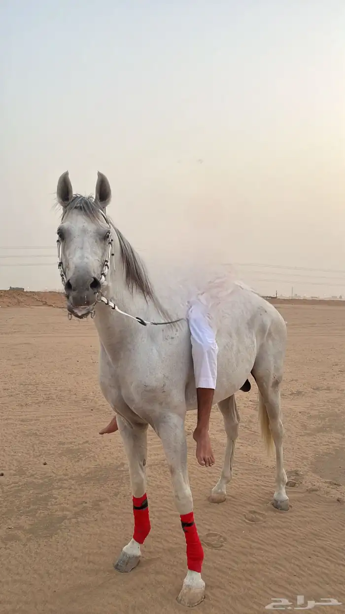 حصان واهو للبيع 0