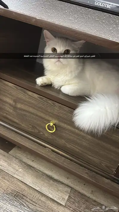 قطين شرازي لونهم ابيض لتبني 0