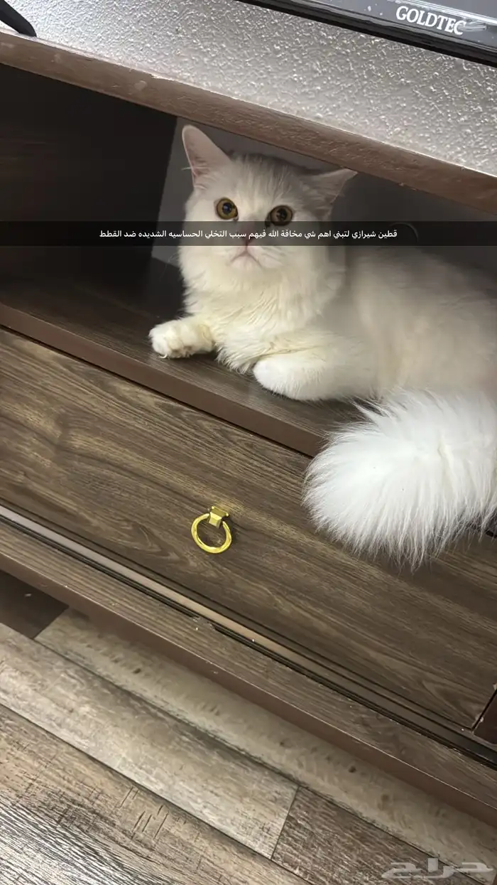 قطين شرازي لونهم ابيض لتبني 0