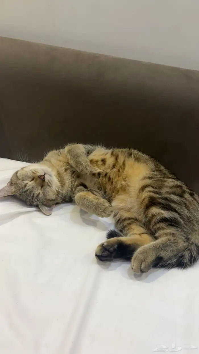 قطه للتبني 7