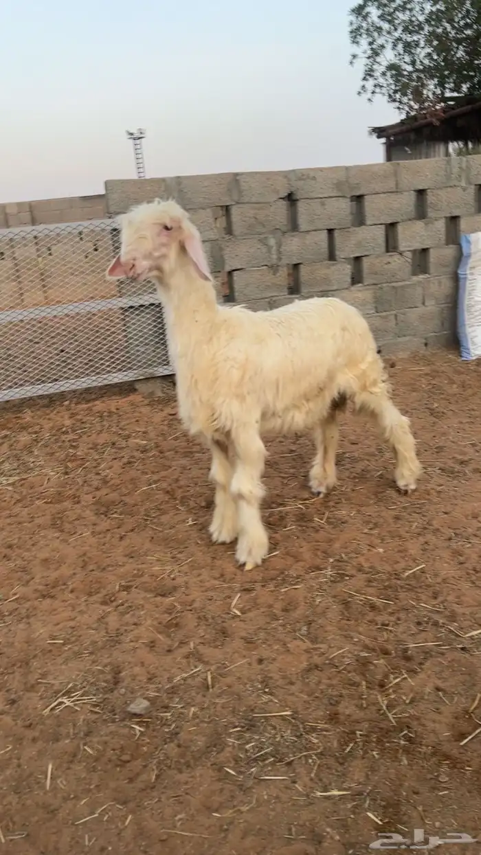نجدي 0