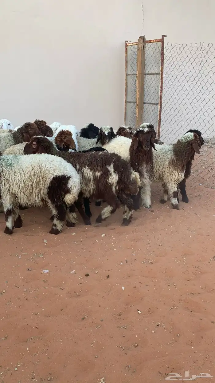 22 رخل نعيمي وحرية طيبه 5