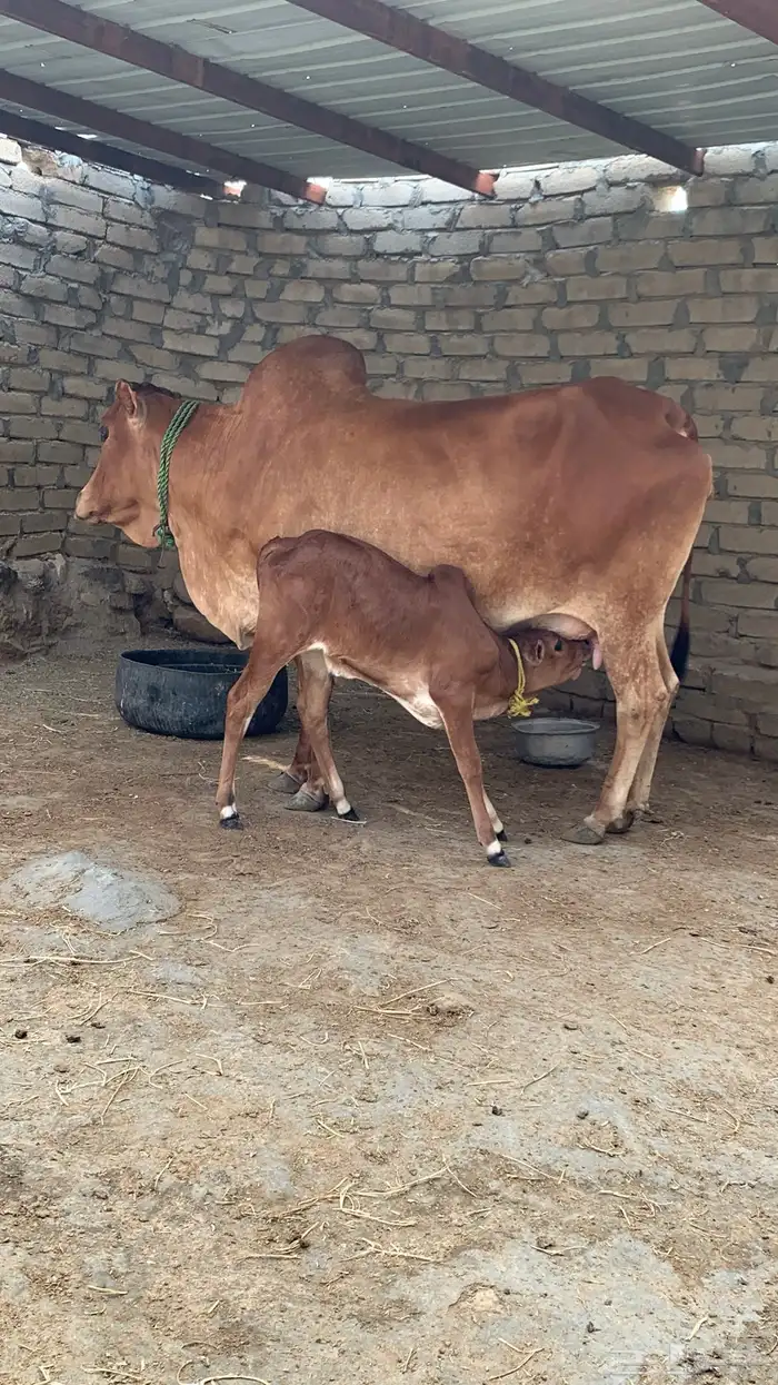 بقرة للبيع منيحة بيت 11