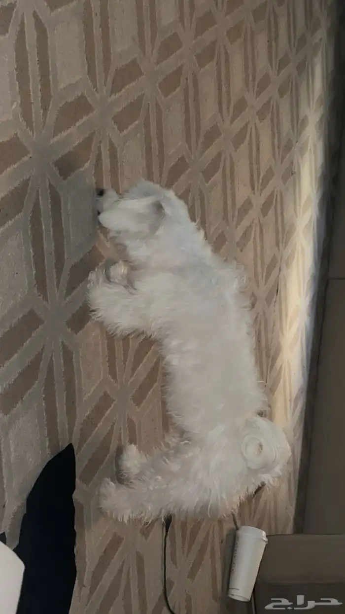 كلب ما لتيز عمره سنه وشهر ذكر 1