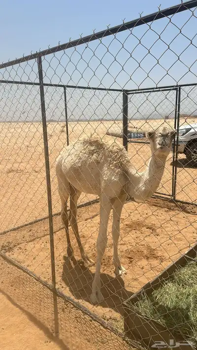بكره وضحا للبيع 0