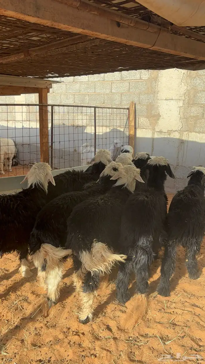 خرفان نجد ب 1450 2