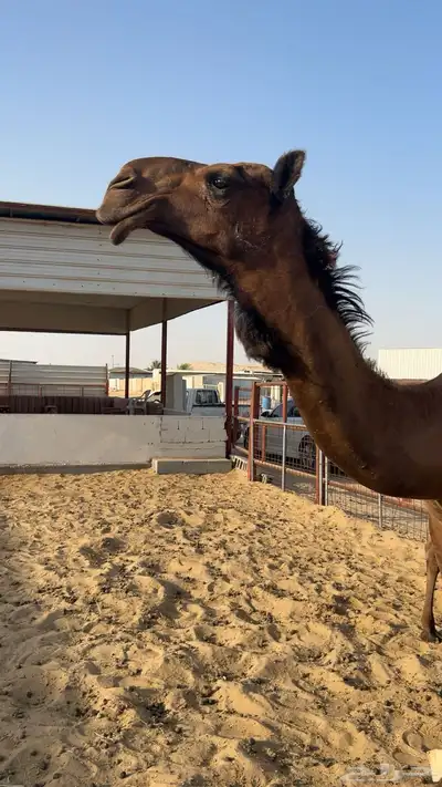 قعود 0