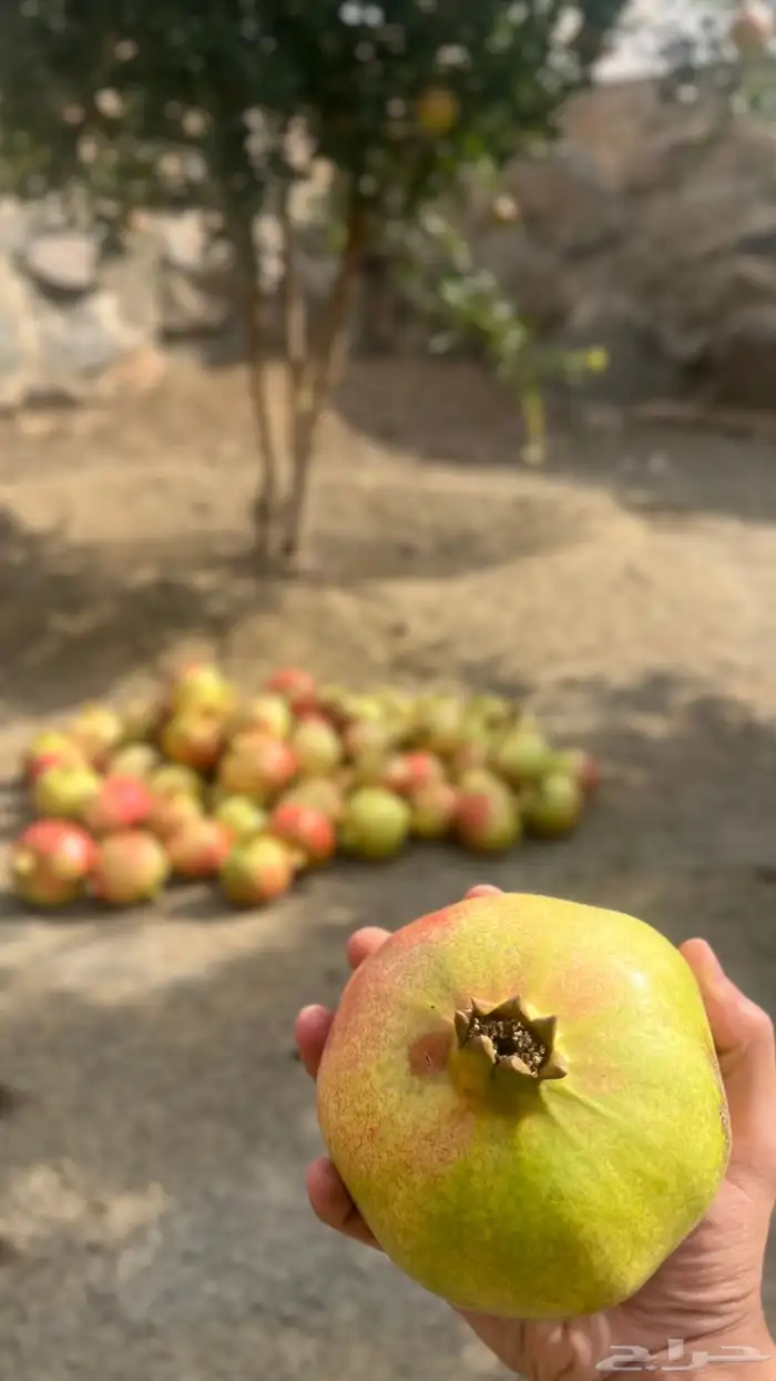 رمان طائفي من مزرعتي الخاصة في ( أبها ) 6