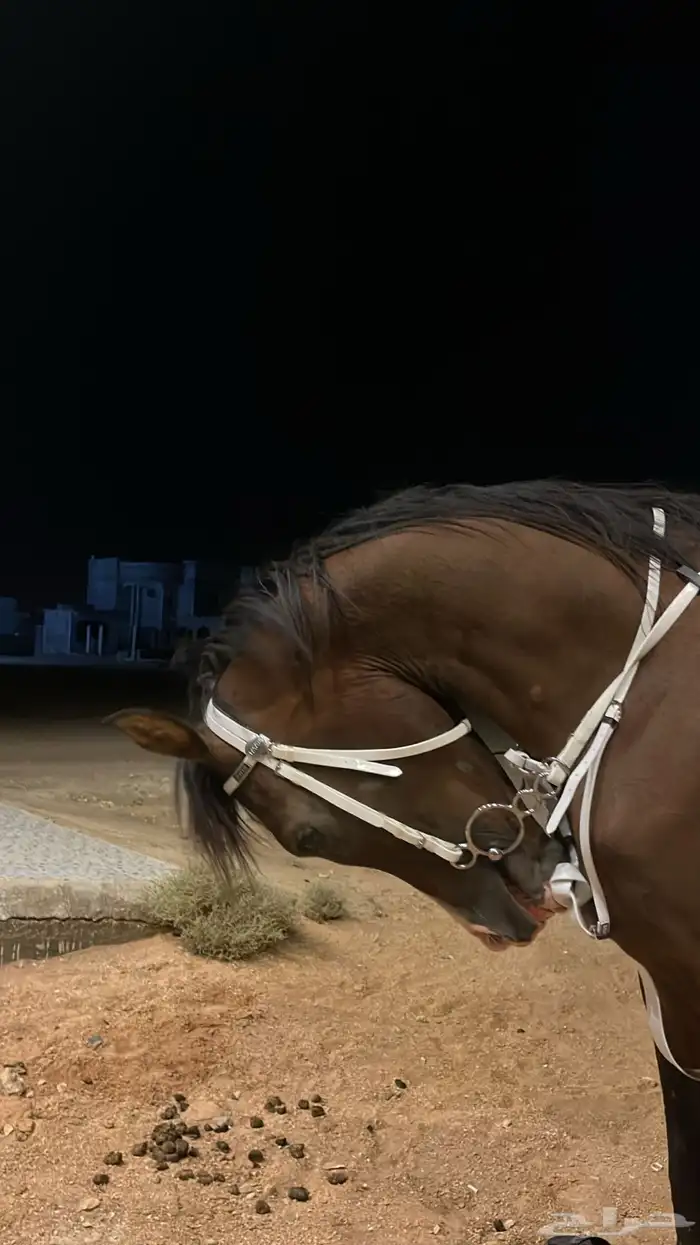 حصان شعبي توه معسوف 1