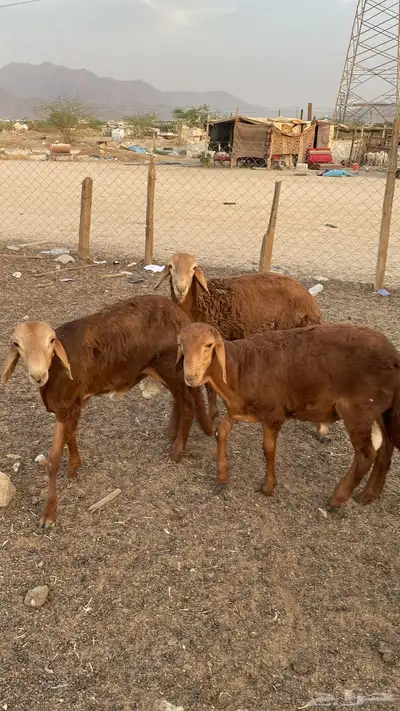سواكن فل شحم نظيفه index