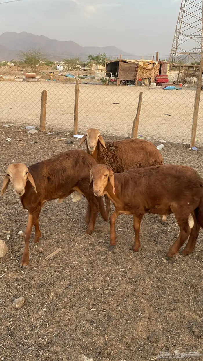 سواكن فل شحم نظيفه 1