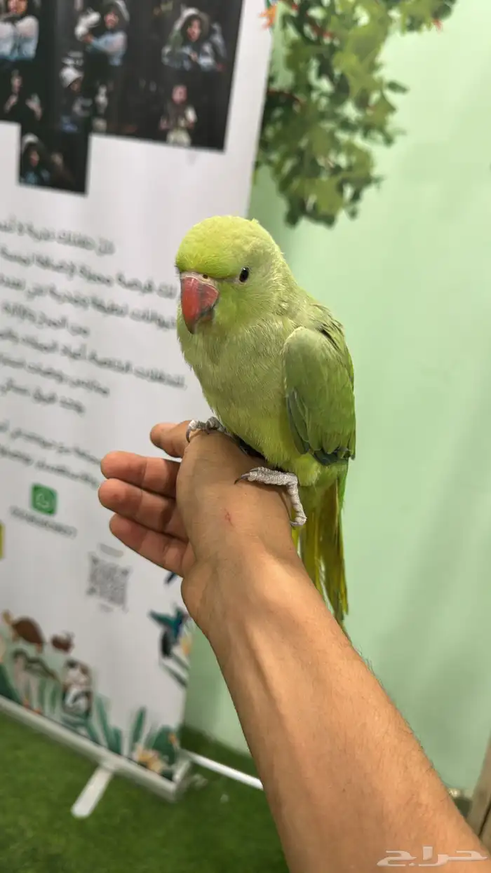فرخ درة غر حجم مميز ماشاء الله 2