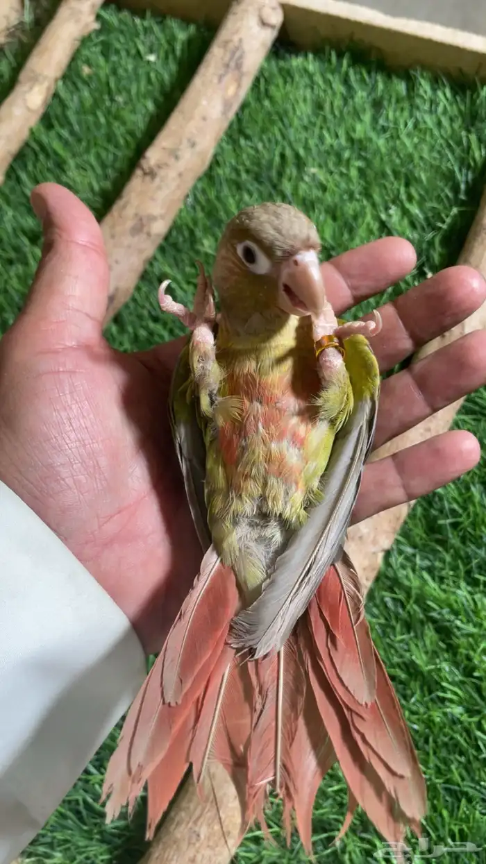 كنيور وليف فرخ ( تم البيع ) 0