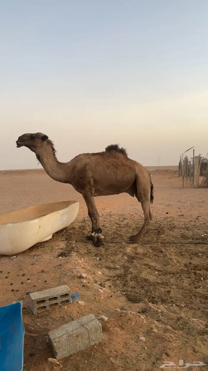 بعير شاق نابه 1