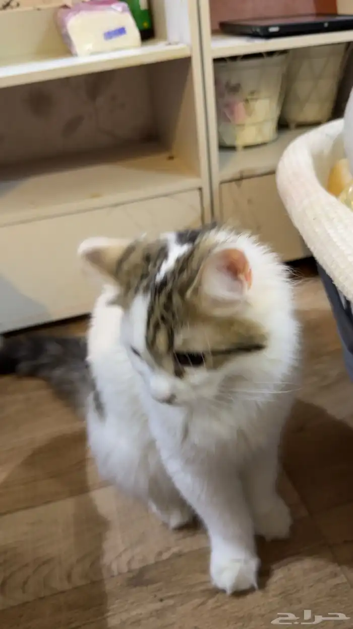 قطوه للتبني 3