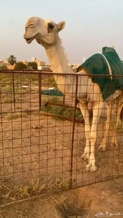 للبيع بكره كفو 0
