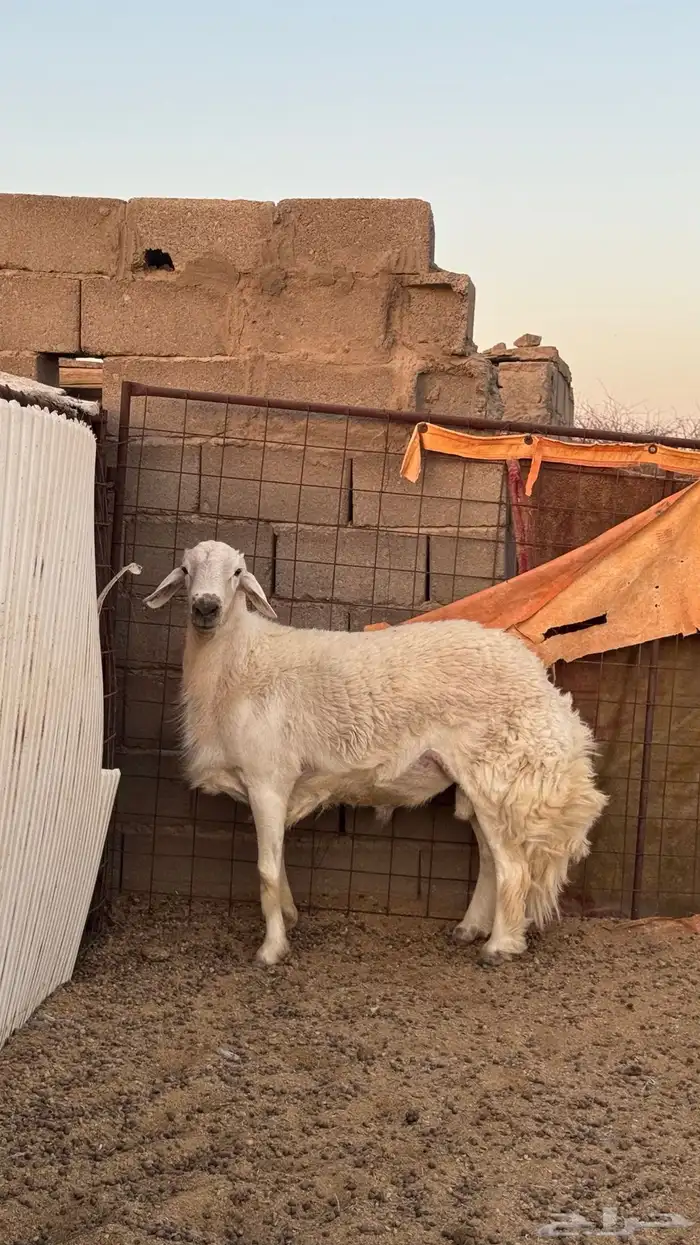 خروف فحل 0
