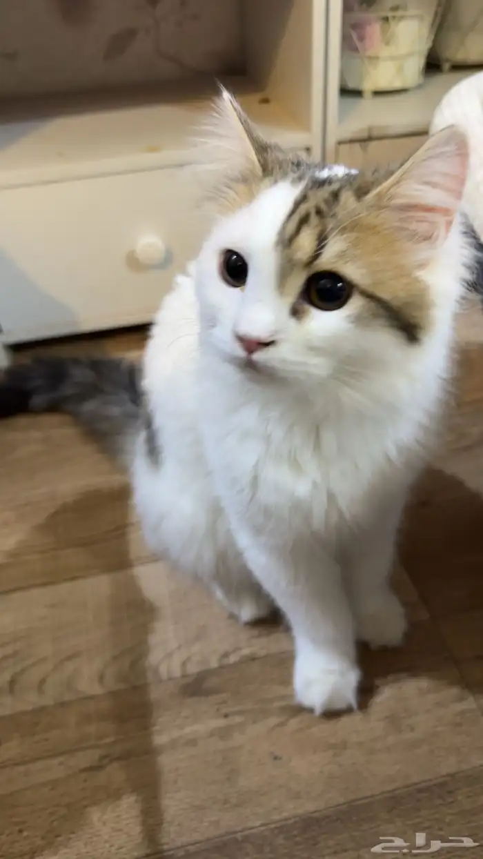 قطوه للتبني 0