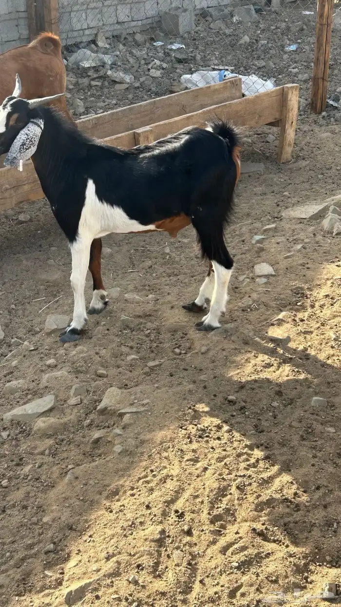 تيوس على 700 ريال 0