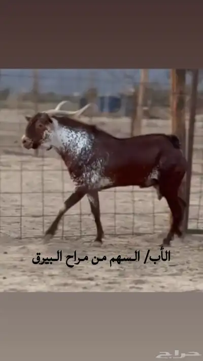 تيس مشروع فحل صنف فاخر index