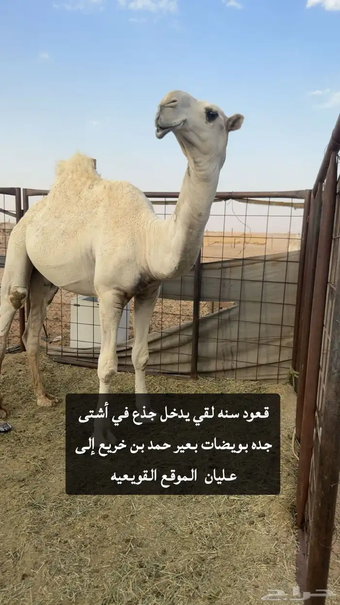 قعود فحل سنه لقي يدخل جذع 0