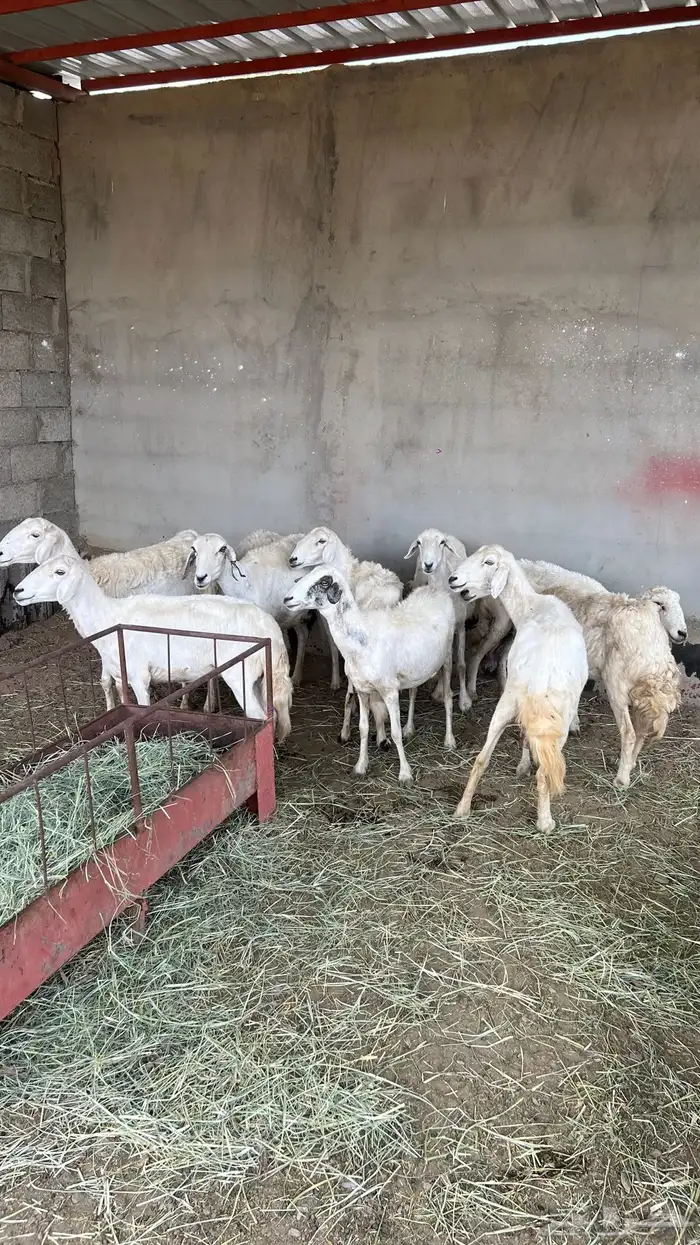 غنم حري 0