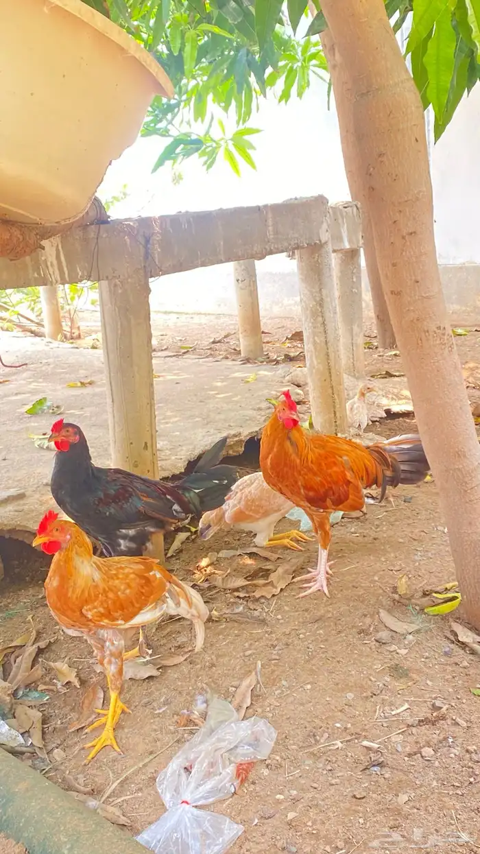 دجاج 4